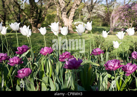 Frühling an der Brooklyn Botanic Garden in Brooklyn, New York. Stockfoto