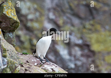 Ein Tordalk (Alca Torda) thront auf den Klippen am St. Abbs Head, Berwickshire, Schottland. Juni. Stockfoto