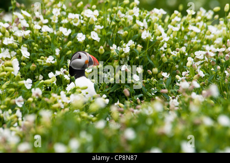 Ein Papageientaucher (Fratercula Arctica) stehen im Meer Campion (Silene Uniflora) Blumen auf Inner Farne, Northumberland. Juni. Stockfoto