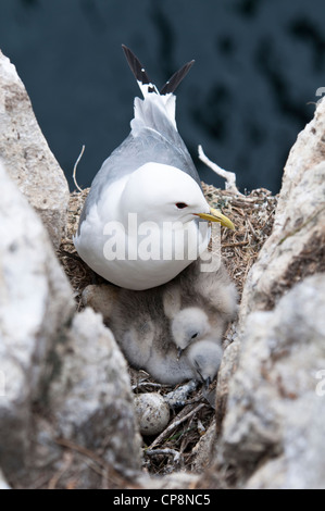 Ein Dreizehenmöwe (Rissa Tridactyla) auf ein Nest mit zwei Küken auf den Klippen am inneren Farne, Northumberland. Juni. Stockfoto