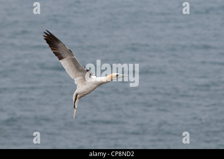 Ein Basstölpel (Morus Bassanus) kommen, um auf den Klippen am RSPB Bempton Klippen, North Yorkshire zu landen. Juni. Stockfoto