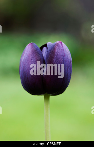 Einzelne Tulipa "Königin der Nacht". Stockfoto