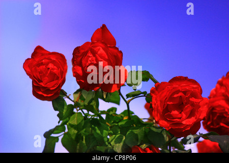 Rosen auf Ast im Garten vor verschwommenen blau und Magenta Himmelshintergrund Stockfoto