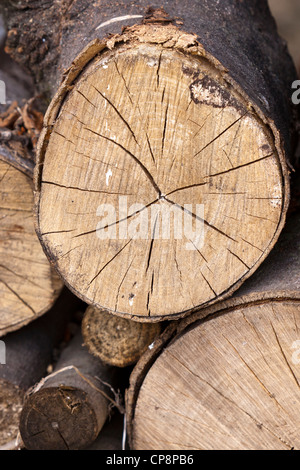 Jahresringe und radiale Risse am Ende eines Protokolls Stockfoto