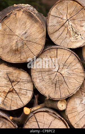 Jahresringe und radiale Risse am Ende eines Protokolls Stockfoto