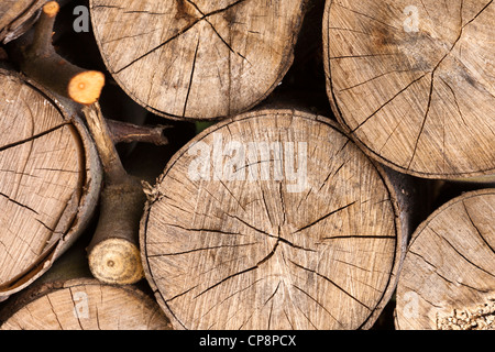 Jahresringe und radiale Risse am Ende eines Protokolls Stockfoto