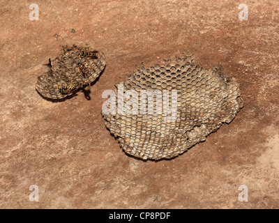 Europäische Papier Wespen (Polistes Dominula) Weibchen auf ihren Nestern, Mallorca, Spanien, im Frühjahr. Stockfoto