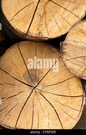 Jahresringe und radiale Risse am Ende eines Protokolls Stockfoto