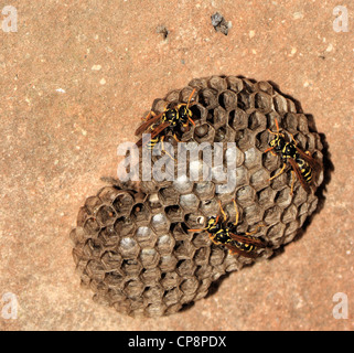 Europäische Papier Wespen (Polistes Dominula) Weibchen auf ihren Nestern, Mallorca, Spanien, im Frühjahr. Stockfoto