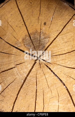 Jahresringe und radiale Risse am Ende eines Protokolls Stockfoto