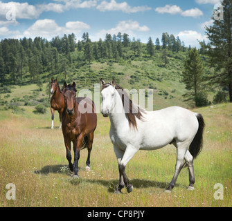 Gruppe von Tennessee Walking Horse Stuten auf der Weide Stockfoto