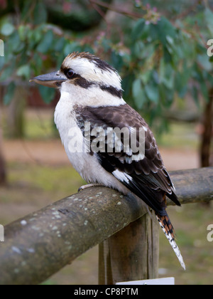 Ein Kookaburra saß auf einem Zaun Stockfoto