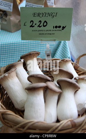 Eryingi Speisepilz oder Pleurotus eryingii Stockfoto