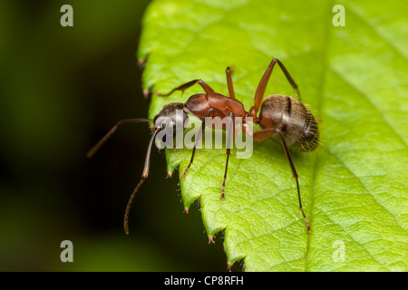 Ein eisenhaltiger Rossameise (Camponotus Chromaiodes) hockt am Rande eines Blattes. Stockfoto