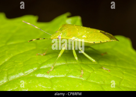 Grün stinken Bug (Chinavia Hilaris) Stockfoto