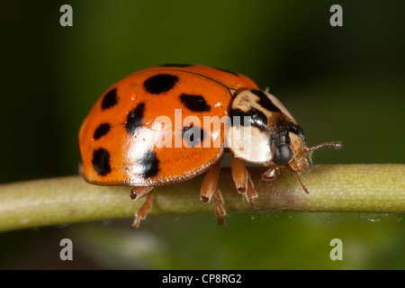 Multicolored Asian Lady Beetle (Harmonia Axyridis) Stockfoto