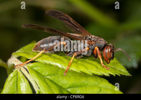 Eine weibliche nördlichen Papier Wespe (Polistes Fuscatus) auf einem Blatt. Stockfoto