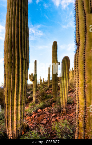 Wunderbare riesigen Saguaro-Kaktus in der Sonora-Wüste von den südwestlichen Teil von Amerika. Stockfoto