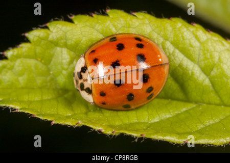 Multicolored Asian Lady Beetle (Harmonia Axyridis) Stockfoto