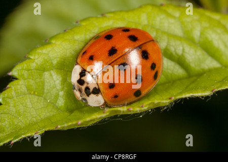 Multicolored Asian Lady Beetle (Harmonia Axyridis) Stockfoto