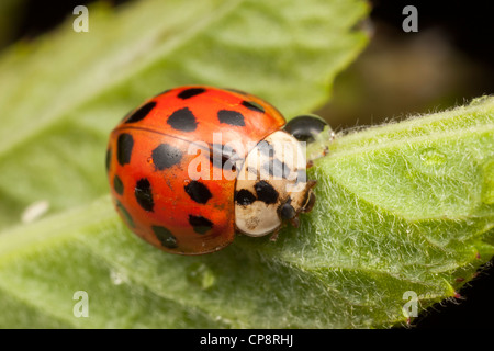 Multicolored Asian Lady Beetle (Harmonia Axyridis) Stockfoto