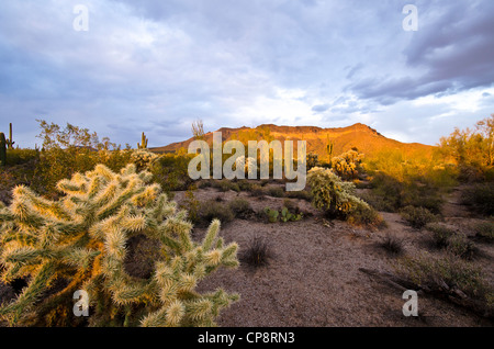 Einen wunderschönen Sonnenuntergang in der Sonora-Wüste in East Mesa, AZ Stockfoto