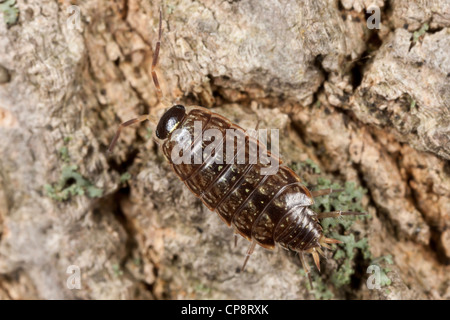 Gemeinsamen gestreiften Assel (Philoscia Muscorum) Stockfoto