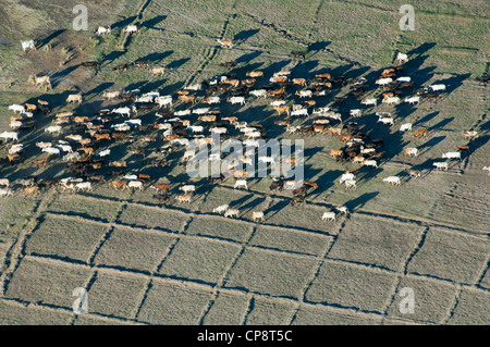 Rinder über trockene Paddy Reisfelder, Luftaufnahme, Region Arusha, Tansania Stockfoto