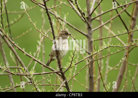 Spatz singen im Baum Stockfoto