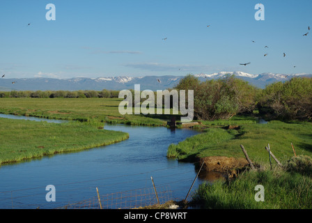 Blaues Wasser, Ranchland, Vögel und hohen Rocky Mountains, Colorado Stockfoto