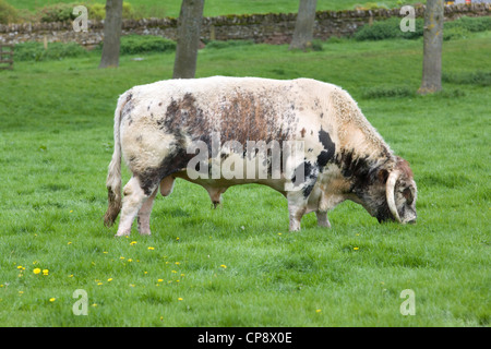 Englisch Longhorn Stier Beweidung in ländlicher Umgebung Stockfoto