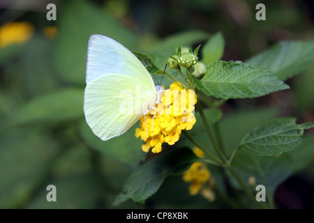 Weißer Schmetterling auf gelben Blume in Chiang Mai, Thailand Stockfoto