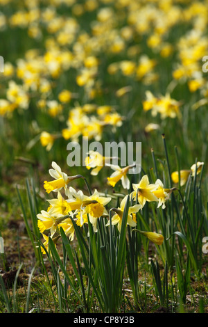 Wilde Narzissen [Narcissus Pseudonarcissus] wächst im Feld, "Gwen und Veras" [Naturschutzgebiet], Gloucestershire, England, UK Stockfoto