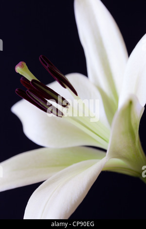 Schließen Sie herauf Bild der weißen Lilie Blume zeigt Stigma, Stil, Blütenblätter, Staubblätter und Kelchblätter. Stockfoto