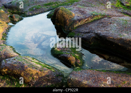 Rockpool umgeben von Felsen bedeckt in Algen, Beadnell, Northumberland, UK Stockfoto