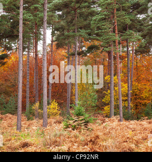 Eine Vielzahl von verschiedenen Bäumen, die Anzeige ihrer verschiedenen Herbstfarben, New Forest, Hampshire, UK Stockfoto