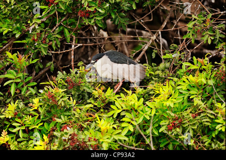 Schwarz gekrönt Nachtreiher (Nycticorax Nycticorax), Audubon Rookery, Venice, Florida, USA Stockfoto