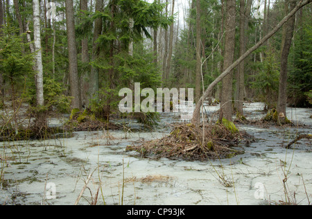 Sümpfe in Podlachien, Polen, Vorfrühling Stockfoto