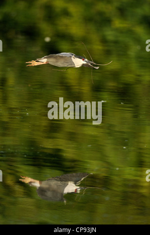 Schwarz gekrönt Nachtreiher (Nycticorax Nycticorax) fliegen mit Nest Material, Audubon Rookery, Venice, Florida, USA Stockfoto