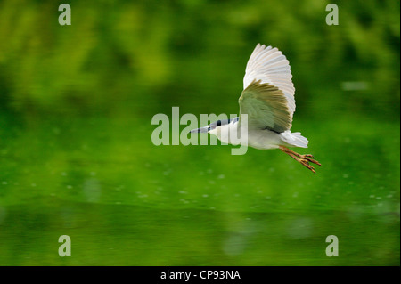 Schwarz gekrönt Nachtreiher (Nycticorax Nycticorax) fliegen, Audubon Rookery, Venice, Florida, USA Stockfoto