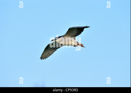 Schwarz gekrönt Nachtreiher (Nycticorax Nycticorax) fliegen, Audubon Rookery, Venice, Florida, USA Stockfoto