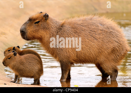 Nahaufnahme von einem Wasserschwein (Hydrochoerus Hydrochaeris) und zwei Babys in einem See. Stockfoto