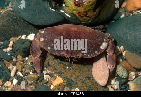 Essbare Krebs (Cancer Pagurus: Cancridae) in einem Rockpool bei Ebbe UK Stockfoto