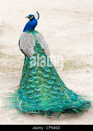 Pfau Stockfoto