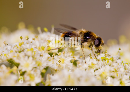 Narcissus Birne fliegen (Merodon Equestris) Stockfoto