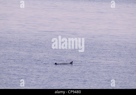 Zwerg-Pottwal (Kogis Sima) liegen reglos an Oberfläche, typisch, Meerblick, Malediven Stockfoto