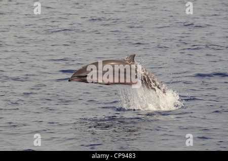 Frasers Delfin (Lagenodelphis Hosei) oder Sarawak Delfin, springen aus dem Meer, die Malediven Stockfoto