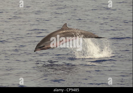 Frasers Delfin (Lagenodelphis Hosei) oder Sarawak Delfin, springen aus dem Meer, die Malediven Stockfoto