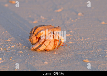 Erdbeer-Land Einsiedlerkrebs am Strand bei Sonnenuntergang, Malediven Stockfoto