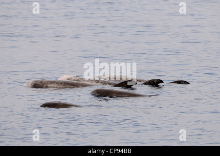 Risso Delphin (Grampus früh) Pod ausruhen oder Protokollierung auf Oberfläche, die Malediven Stockfoto